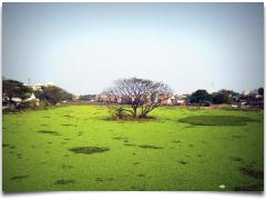 Chetpet Lake - Chennai In Focus