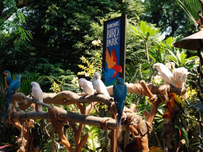 Jurong Bird Park -  Wildlife Reserves Singapore